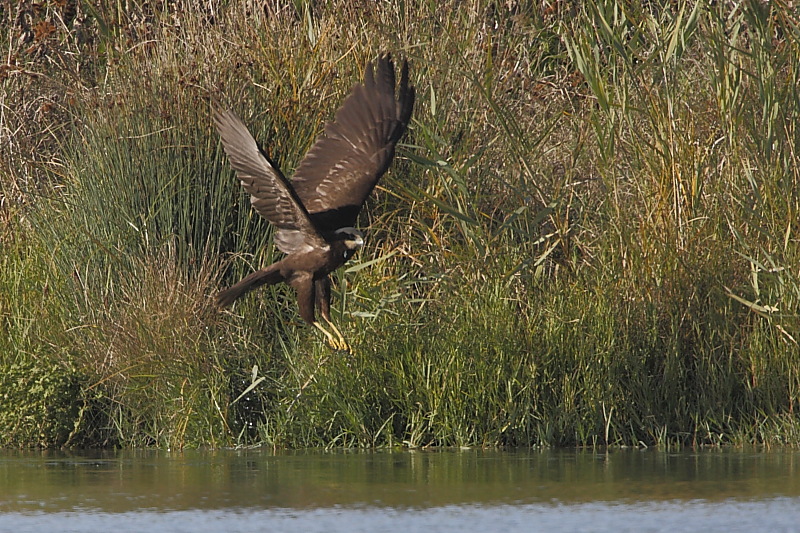 Falco di palude (serie)